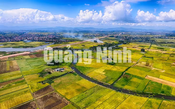Cánh đồng lúa chín TX Quảng Yên. Ảnh: Hùng Sơn