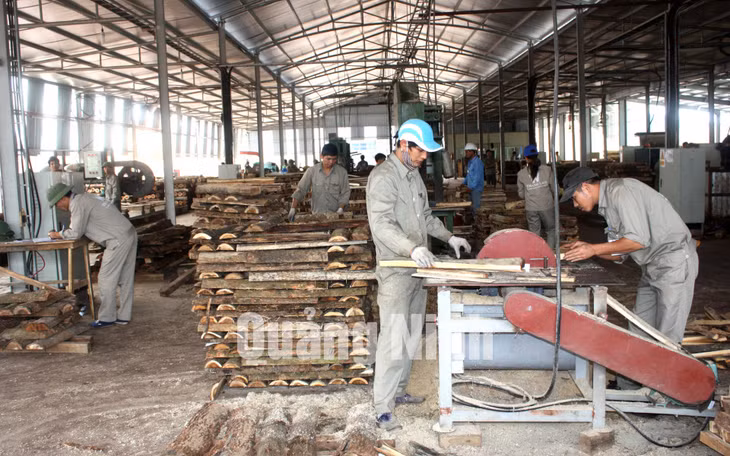 Công ty TNHH chế biến sản xuất gỗ Thanh Lâm (xã Đầm Hà) ảnh 3