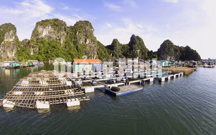 Làng chài nuôi hải sản trên Vịnh Bái Tử Long (6-2017). Ảnh: Dương Phượng Đại