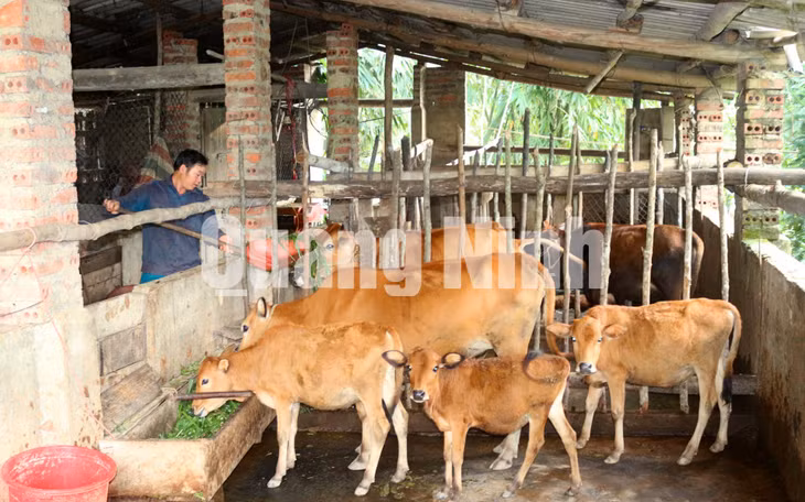 Mô hình nuôi bò sinh sản của gia đình anh Chìu Mằn Hỷ, thôn Nà Choòng, xã Hoành Mô, Bình Liêu. Ảnh: Hoàng Gái (CTV)