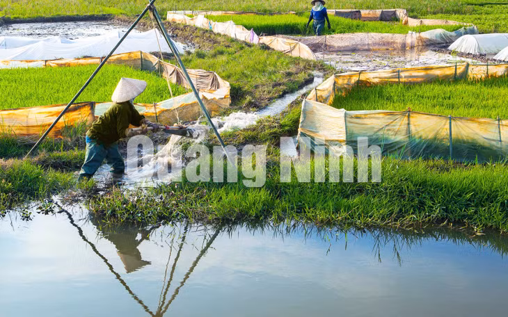Tát nước gầu sòng (xã Hà An, TX Quảng Yên). Ảnh: Nguyễn Long Giang (ctv)
