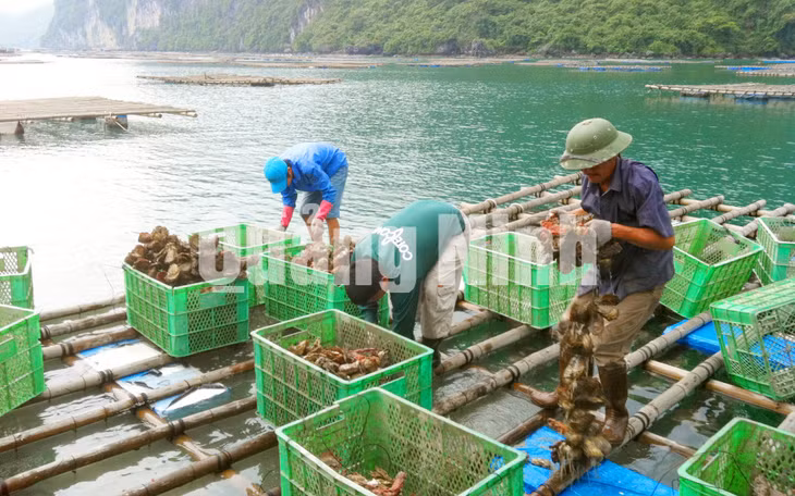 Thu hoạch hàu tại xã Bản Sen. Ảnh: Trang Thu