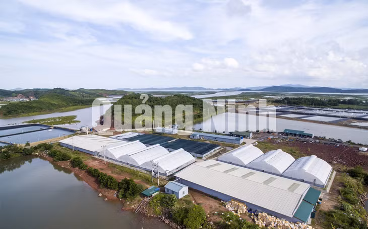 Trung tâm Sản xuất giống công nghệ cao và Nuôi trồng thực nghiệm giống hải sản Quảng Ninh tại xã Đại Bình (8-2016). Ảnh: Đỗ Giang