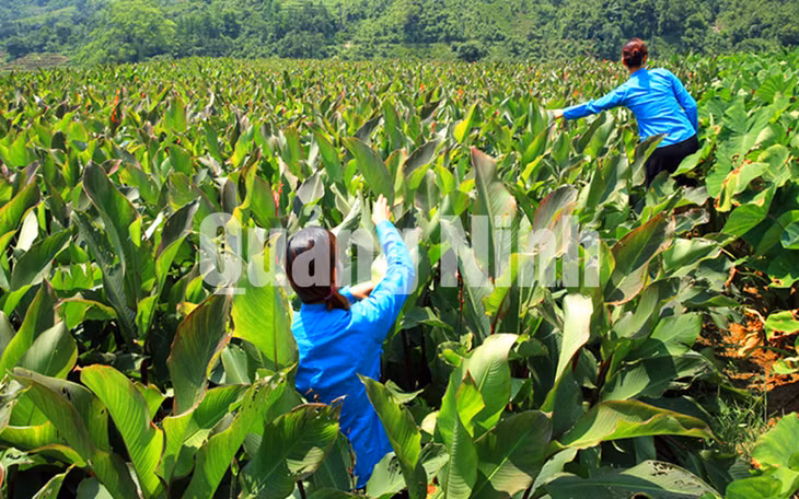 Cánh đồng dong riềng. Ảnh: Khánh Giang