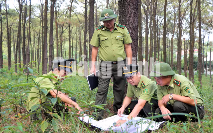 Cán bộ Hạt Kiểm lâm TX Quảng Yên khảo sát thực địa giữ rừng thông Yên Lập (6-2020). Ảnh: Việt Hoa