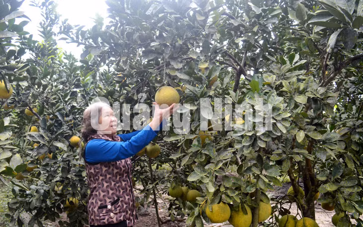 Vườn bưởi kiểu mẫu của gia đình bà Mai Thị Mên, thôn Đông Ngũ Kinh, xã Đông Ngũ, huyện Tiên Yên (1-2018). Ảnh: Hoàng Quỳnh