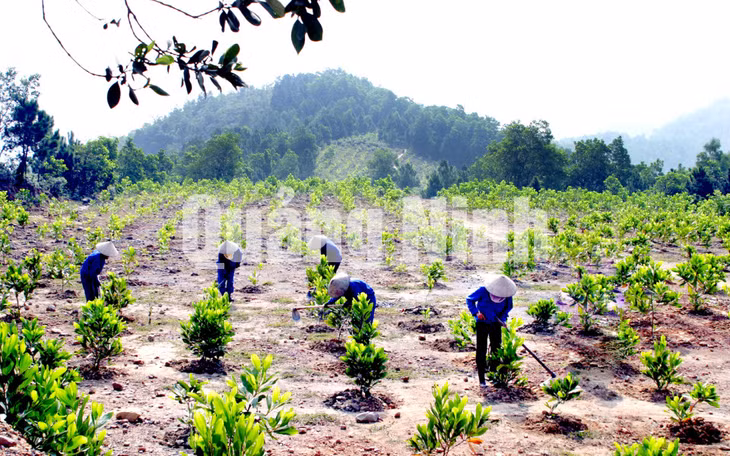 Trồng keo hoàn nguyên môi trường tại khu vực bãi thải phía Tây của Công ty CP Than Vàng Danh. Ảnh: Việt Hoa