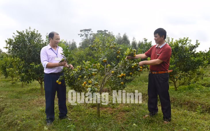 Vườn cam kiểu mẫu của gia đình ông Phạm Văn Đỗ, thôn 3, xã Quảng Nghĩa, TP Móng Cái (1-2018). Ảnh: Hoàng Quỳnh