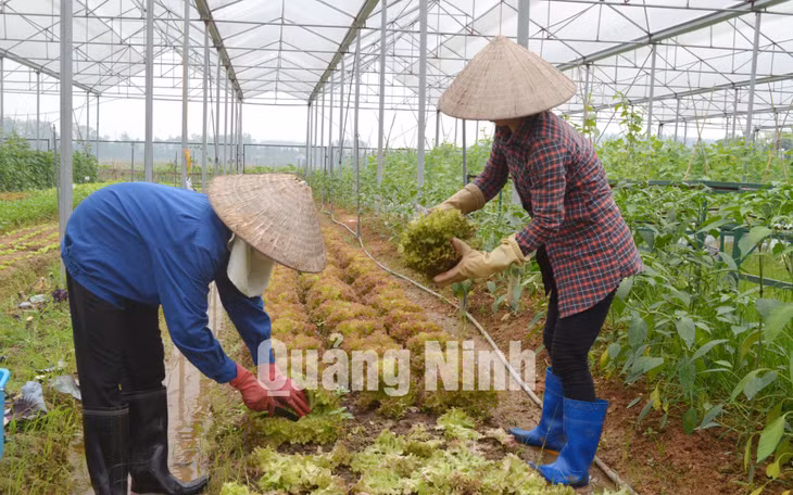 Công nhân thu hoạch rau sạch trong khu trồng rau của Công ty CP Đầu tư Song Hành Quảng Ninh. Ảnh: Cao Quỳnh