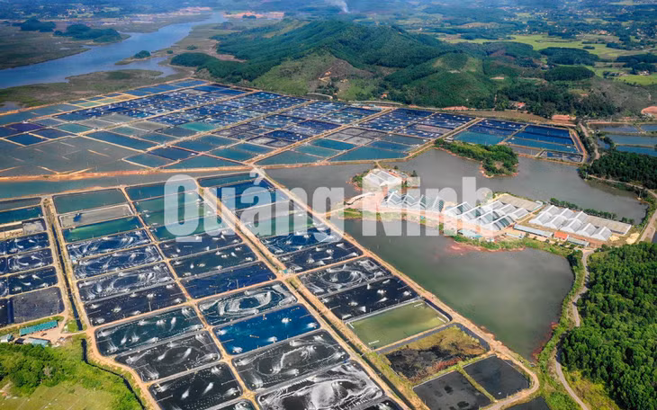 Dự án nuôi tôm công nghệ cao quy mô 128ha (quy mô ương dưỡng trên 250 triệu con giống tômnăm) (5-2020). Ảnh: Thái Cảnh