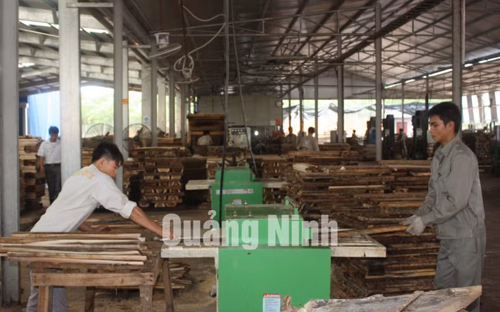 Công ty TNHH chế biến sản xuất gỗ Thanh Lâm (xã Đầm Hà) ảnh 5