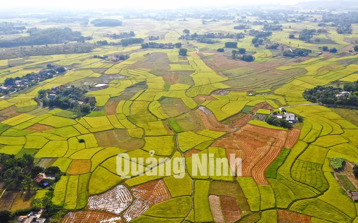Cánh đồng bát ngát của xã Tân Bình trong mùa lúa chín (10-2019). Ảnh: Hùng Sơn