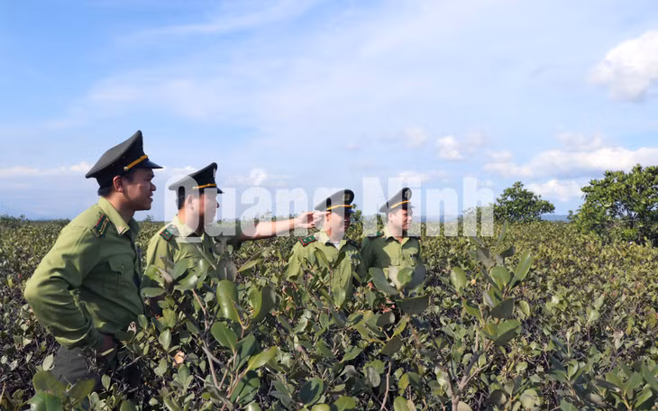 Cán bộ Hạt Kiểm lâm kiểm tra rừng ngập mặn Đồng Rui (huyện Tiên Yên) (6-2020). Ảnh: Việt Hoa