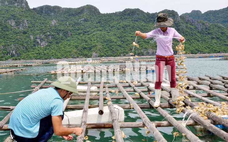 Sau khi đan giống, hàu được mang thả dưới các bè tre ở môi trường nước trong sạch, giàu nguồn thức ăn tự nhiên. Ảnh: Hà Phong
