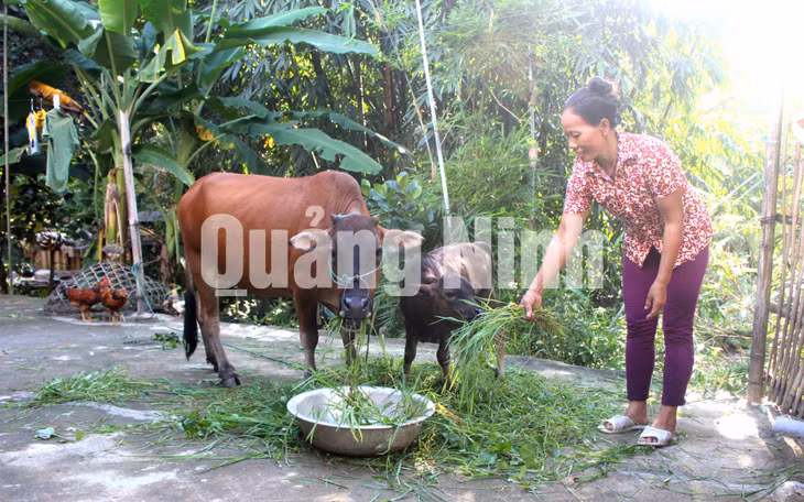 Bà Lý Thị Hải - Thôn Phiêng Chiểng, xã Đồng Tâm chăm sóc bò được Viettel tặng. Ảnh: Hoàng Gái -CTV
