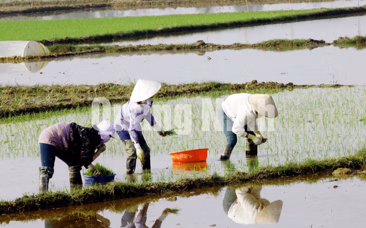 Nông dân Hà Nam vào vụ cấy đông xuân. Ảnh: Dương Phượng Đại