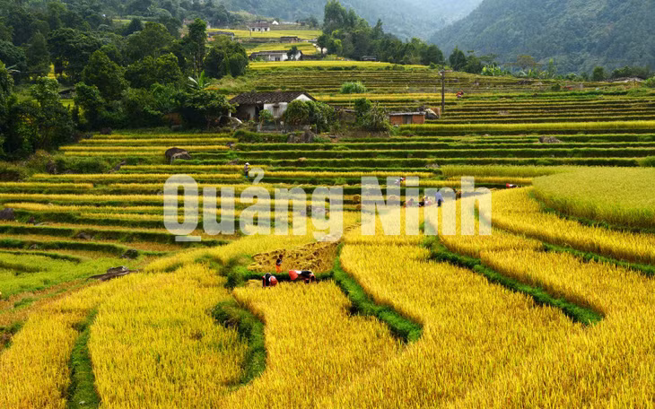 Bản trên cao mùa gặt (12-2019). Ảnh: NSNA Nguyễn Khắc Đạm