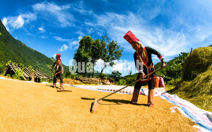 Phơi vàng (phụ nữ Dao Thanh Phán, huyện Bình Liêu). Ảnh: Dương Phượng Đại