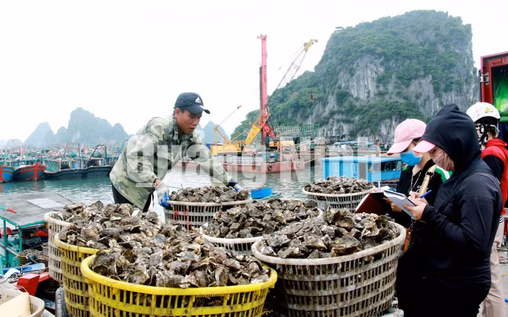 Thu mua nhuyễn thể tại cảng Cái Rồng (3-2020). Ảnh: Hiểu Dân