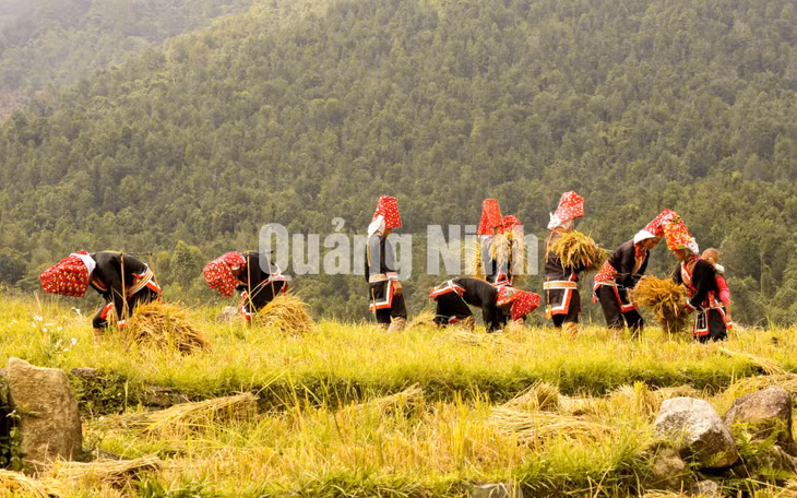 Ngày mùa trên bản Sông móoc (phụ nữ Dao Thanh Phán, huyện Bình Liêu). Ảnh: Dương Phượng Đại
