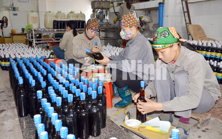 Công nhân Công ty CP Thuỷ sản Cái Rồng dán tem nhãn cho sản phẩm nước mắm đóng chai của Công ty (5-2016). Ảnh: Cao Quỳnh