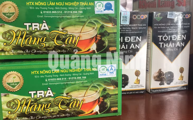Trà măng tây của HTX Nông lâm ngư nghiệp Thái An (Móng Cái). Ảnh: Cao Quỳnh