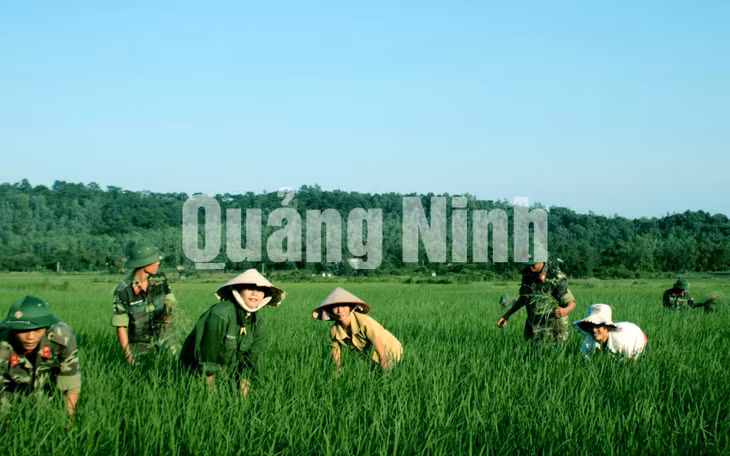 Cán bộ, chiến sĩ Lữ đoàn 242 (Sư đoàn 395, Quân khu 3) thu hoạch lúa giúp nhân dân xã Vạn Yên, huyện Vân Đồn (6-2017). Ảnh: Trúc Linh
