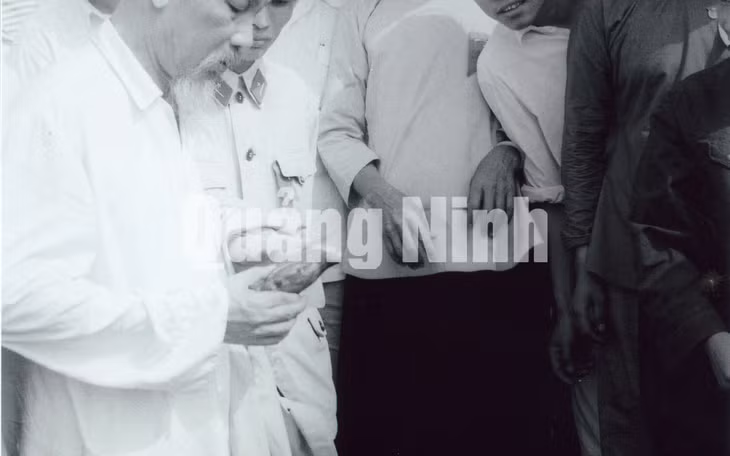 Chủ tịch Hồ Chí Minh đề nghị đồng chí Hoàng Chính, Bí thư Tỉnh uỷ Hải Ninh bới xem chất lượng giống khoai lang bà con trồng trên đảo Cô Tô.