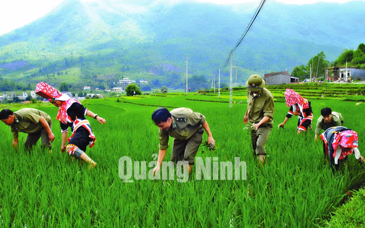 Cán bộ, chiến sĩ Đồn Biên phòng Cửa khẩu Hoành Mô giúp bà con người Dao Thanh Phán, xã Hoành Mô làm cỏ lúa (3-2018). Ảnh: Phạm Học
