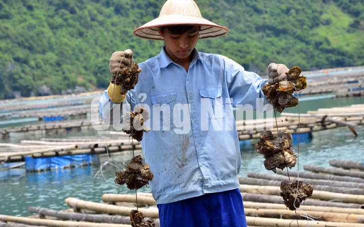 Khi hàu sữa đạt độ lớn nhất định, độ dài vỏ trên 7cm, độ sâu thân 5cm là đạt tiêu chuẩn thu hoạch. Ảnh: Hà Phong