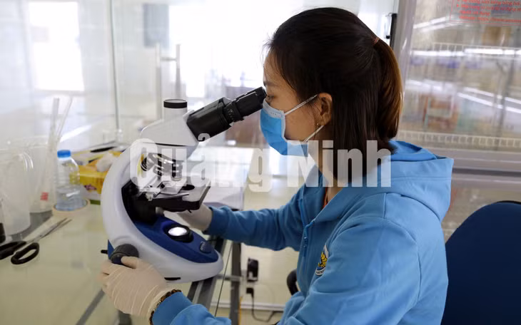 Soi tảo gốc để kiểm tra chất lượng tảo trước khi nhân giống tảo (5-2019). Ảnh: Thái Cảnh