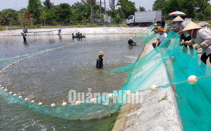 Khai thác tôm tại Công ty CP thủy sản cát Phú Hải (TP Móng Cái) (5-2017). Ảnh: Việt Hoa