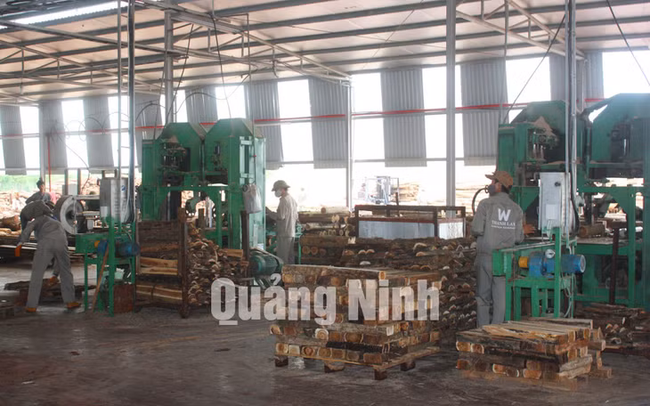 Công ty TNHH chế biến sản xuất gỗ Thanh Lâm (xã Đầm Hà) ảnh 4