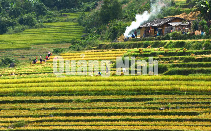 Phong cảnh ngày mùa (12-2019). Ảnh: NSNA Nguyễn Khắc Đạm
