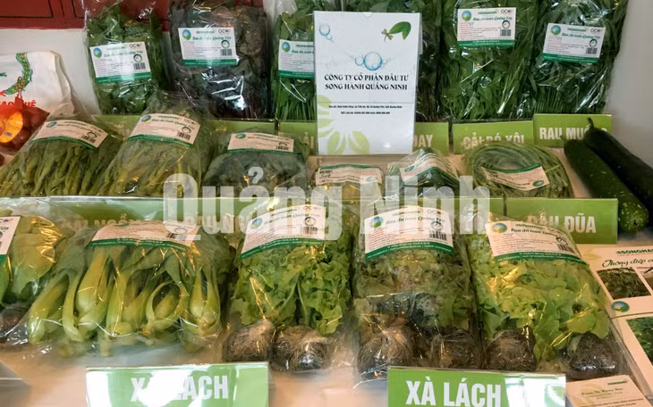 Rau sạch của Công ty CP Đầu tư Song Hành Quảng Ninh (TX Quảng Yên). Ảnh: Cao Quỳnh