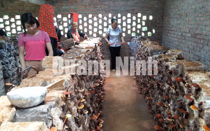 Mô hình trồng nấm lim của phụ nữ xã Đông Ngũ, huyện Tiên Yên (5-2016). Ảnh: Nguyễn Huế