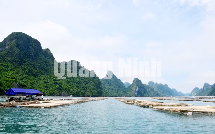 Vùng nuôi hàu của Công ty trải dài hàng km với trên 1.000 bè trên vùng nước trong xanh vùng Cống Nứa, Vịnh Bái Tử Long. Ảnh: Hà Phong