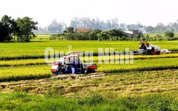 Máy gặt đập liên hợp trên những cánh đồng mẫu lớn của phường Phong Cốc. Ảnh: Dương Phượng Đại