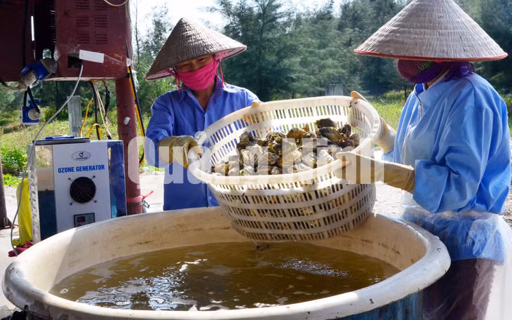 Quy trình lựa chọn và thả hàu thành phẩm vào sục ozone tại điểm chế biến của Công ty. Ảnh: Hà Phong