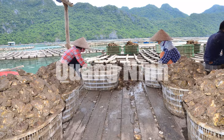 Hàu sữa được thu hoạch và sơ chế tại bè, rồi đưa lên bờ rửa sạch, sục ozone khử khuẩn trước khi đưa đi chế biến. Ảnh: Hà Phong