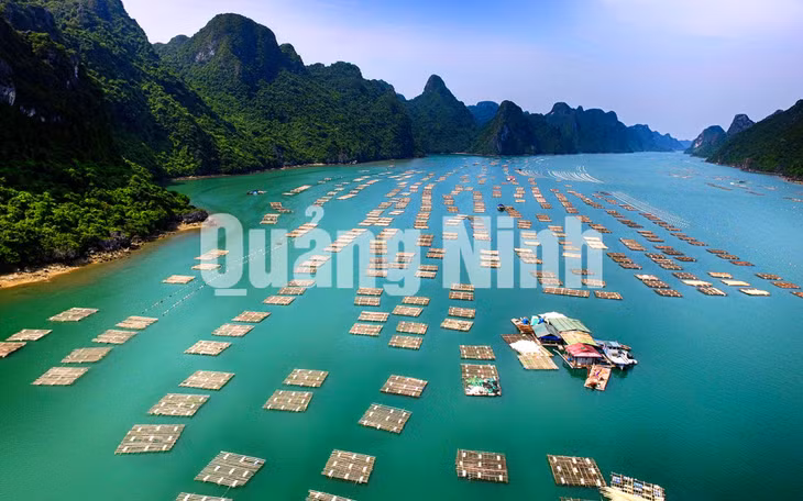 Bè nuôi hầu. Ảnh: Hùng Sơn