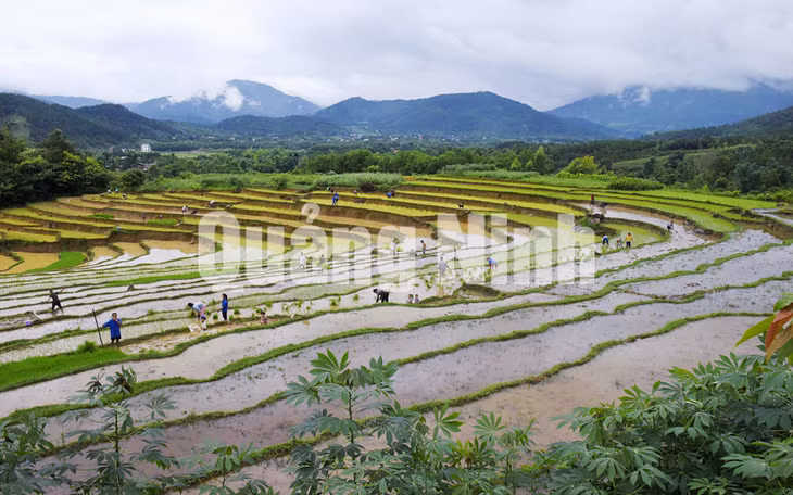 Mùa cấy Bình Liêu (8-2018). Ảnh: Nguyễn Khắc Đạm