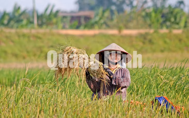 Niềm vui được mùa. Ảnh: Hùng Sơn