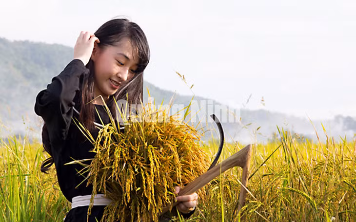 Cô gái Tày (huyện Bình Liêu) gặt lúa (12-2015). Ảnh: Khánh Giang