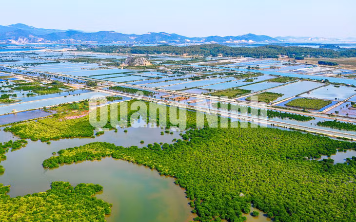 Rừng ngập mặn của xã Hoàng Tân (TX Quảng Yên) (12-2019). Ảnh: Hùng Sơn