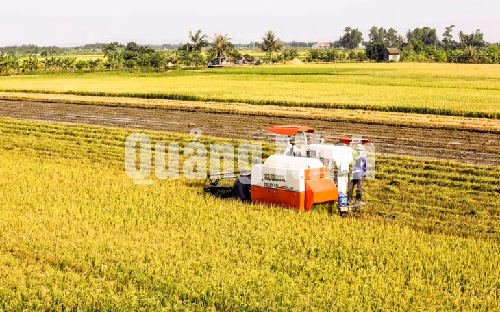 Cánh đồng mẫu lớn thuộc Phường phong Cốc, TX Quảng Yên (4-2018). Ảnh: Dương Phượng Đại