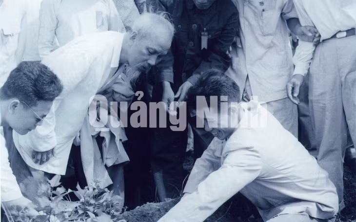 Chủ tịch Hồ Chí Minh đề nghị đồng chí Hoàng Chính, Bí thư Tỉnh ủy Hải Ninh bới xem chất lượng giống khoai lang bà con trồng trên đảo Cô Tô.
