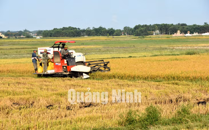 Nông dân xã Tân Lập, Đầm Hà thu hoạch lúa vụ xuân năm 2020 (7-2020). Ảnh: Hoàng Giang
