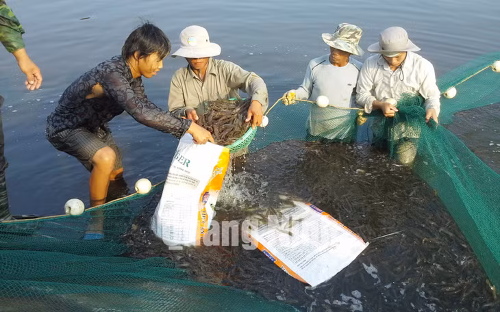 Nông dân xã Vạn Ninh (Móng Cái) thu hoạch tôm vụ xuân - hè. Ảnh: Hữu Việt