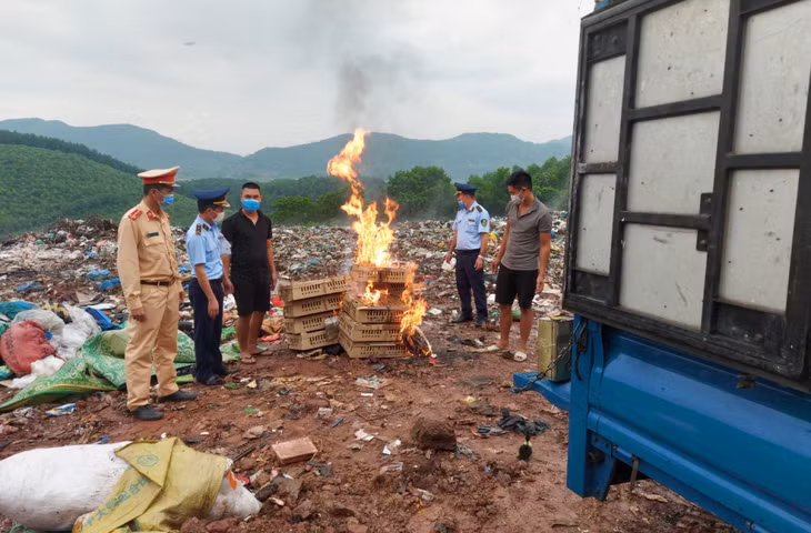 Đội QLTT số 8 tiến hành tiêu hủy con giống gia cầm không rõ nguồn gốc xuất xứ, không qua kiểm dịch trên địa bàn quản lý.